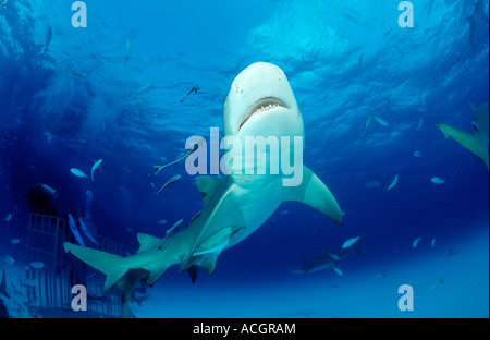 Zitrone Hai Negaprion Brevirostris Bahamas-Grand Bahama Island Atlantik Stockfoto