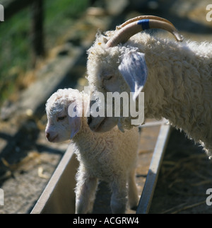 Angora-Ziege Doe mit ihren Zicklein stehend in den Futtertrog Stockfoto