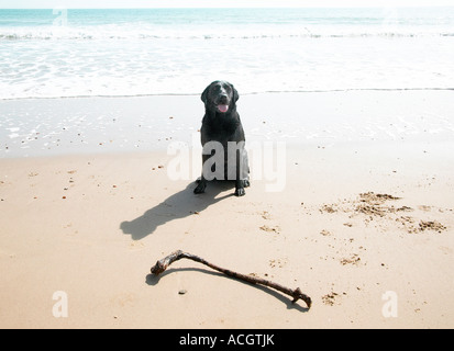 Ein Hund und ihr stick spielen am Strand mit Bewegung Stockfoto