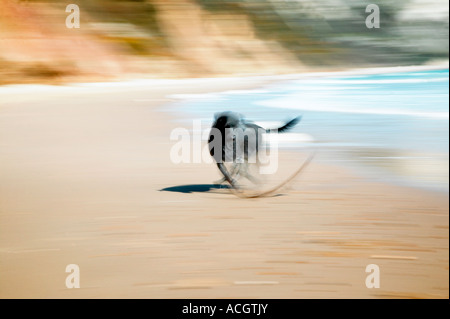 Ein Hund und ihr stick spielen am Strand mit Bewegung Stockfoto