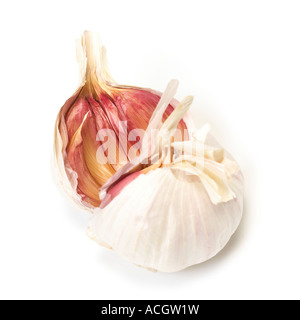 Eine Glühbirne von frischem Knoblauch gebrochen offen zeigen Nelken auf weißem Hintergrund Stockfoto