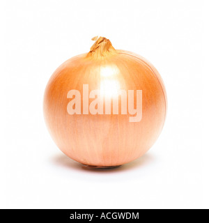 Eine französische Zwiebel auf weißem Hintergrund Stockfoto