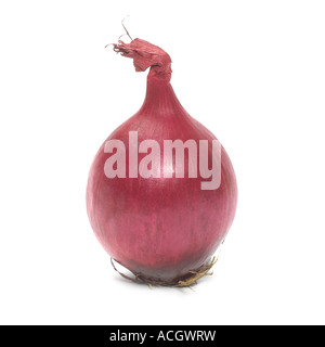 Eine frische rote Zwiebel auf weißem Hintergrund Stockfoto