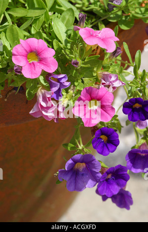 Petunien bunten Garten Blume in einer Wanne-Topf Stockfoto