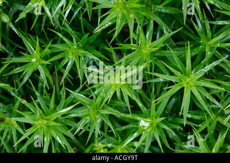Gemeinsamen Haircap Moos (Polytrichum Commune) großaufnahme, UK Stockfoto