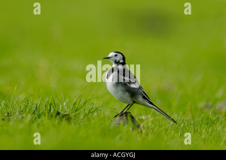 Trauerschnäpper Bachstelze (Motacilla Alba Ssp Yarellii) thront auf Felsen im Rasen, Schottland, Vereinigtes Königreich Stockfoto