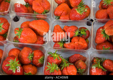 Bastkörbe Erdbeeren im Obst-und Gemüsehändler shop Cardiff Wales UK Stockfoto