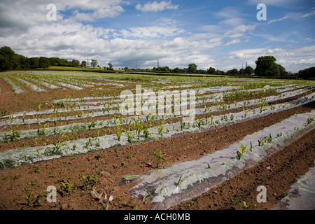 Zuckermais Mais Pflanzen wachsen durch Plastikfolien verwendet zur Beschleunigung des Wachstums in einem Feld in der Nähe von Abergavenny Wales UK Stockfoto