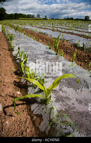 Zuckermais Mais Pflanzen wachsen durch Plastikfolien verwendet zur Beschleunigung des Wachstums in einem Feld in der Nähe von Abergavenny Wales UK Stockfoto