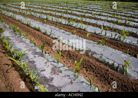 Zuckermais Mais Pflanzen wachsen durch Plastikfolien verwendet zur Beschleunigung des Wachstums in einem Feld in der Nähe von Abergavenny Wales UK Stockfoto