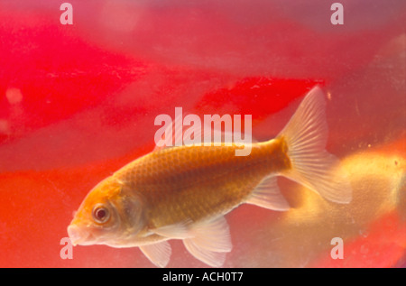 Stock Foto Goldfisch im Goldfischglas PR CL Stockfoto