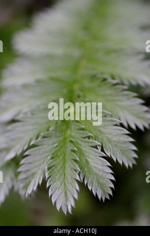 Silverweed verlässt Potentilla heisses Nahaufnahme England UK Stockfoto