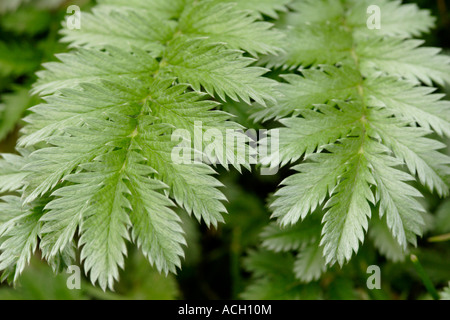 Silverweed verlässt Potentilla heisses Nahaufnahme England UK Stockfoto