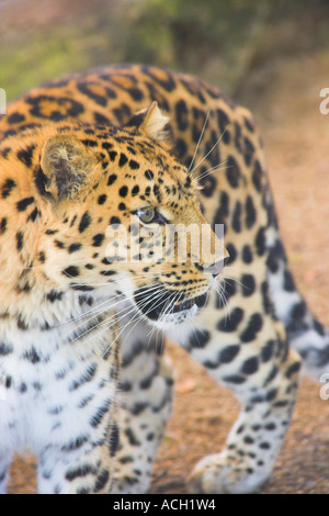 Leopard namens Akin in Marwell Zoo Stockfoto