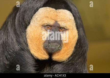 Saki weißen konfrontiert Affe aus Südamerika Stockfoto