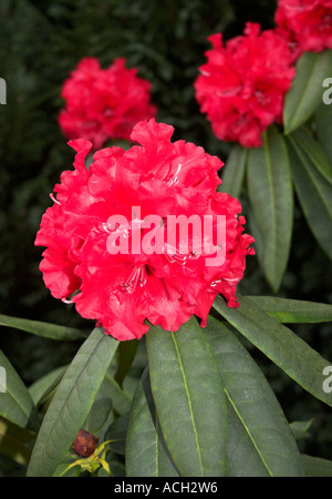 Rot Rhododendron-Busch Stockfoto