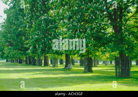 Allee der "Rosskastanie Bäume" in Bushy Park, Surrey, England, UK Stockfoto