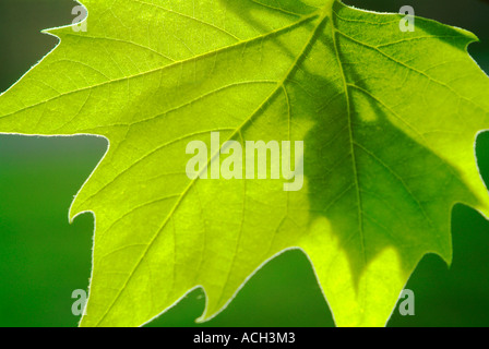 Platane-Blatt Stockfoto