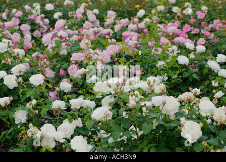 Rosa WINCHESTER CATHEDRAL und Rosa SCEPTER'd ISLE "AUSLAND" Stockfoto