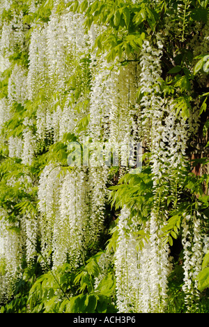 Wisteria Floribunda ALBA Stockfoto