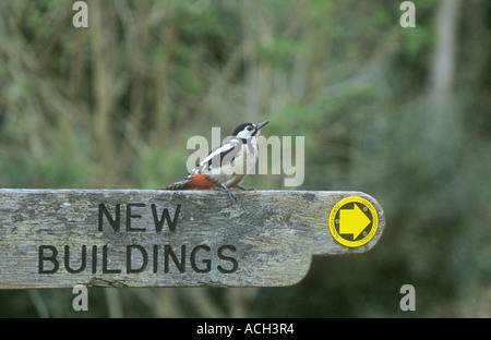 Buntspecht auf Wanderweg-Zeichen Stockfoto