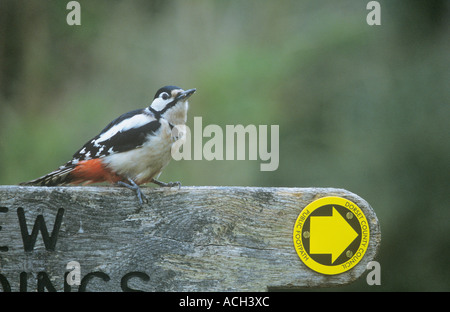 Buntspecht auf Wanderweg-Zeichen Stockfoto