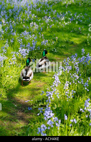 Stockente Enten, Bushy Park, Surrey, England, UK Stockfoto