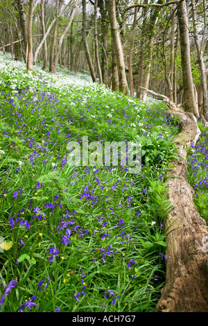 Melden Sie sich an bewaldeten Wald von Allium White Bärlauch und Glockenblumen und Bäume Bucht Dorf Dorset Stockfoto