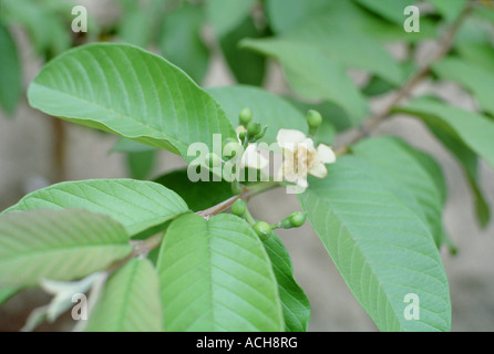 Pearl Guave, junge Frucht und Blüte Stockfoto