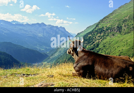 Eine Kuh, die weite Landschaft der Alpen zu betrachten. Stockfoto