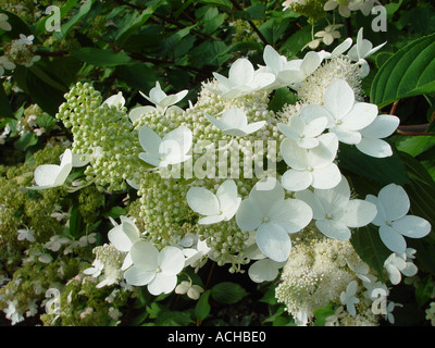 Hydrangea Paniculata Greenspire Hardy Sommer blühender Strauch Stockfoto