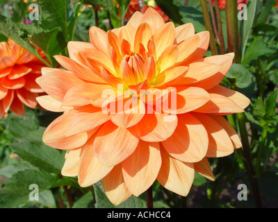 Dahlie Charlie Dimmock Stockfoto