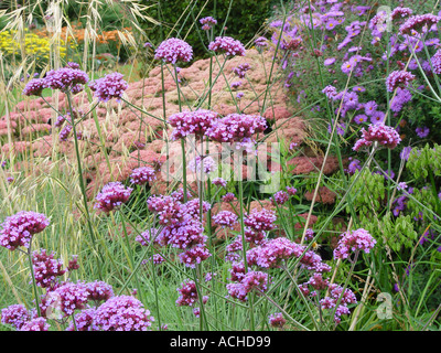 Verbena bonariensis Stockfoto