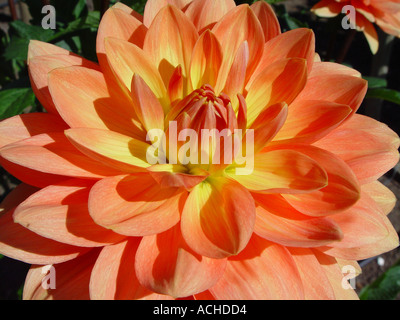 Dahlie Charlie Dimmock Stockfoto