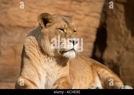 Afrikanischer Löwe im Colchester Zoo Stockfoto