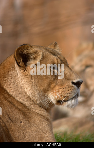 Afrikanische Löwen im Colchester Zoo Stockfoto