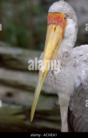 Yellow Billed Storch im Colchester Zoo Stockfoto