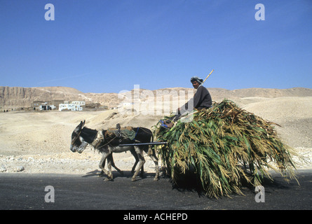 Esel ziehen einen Mann & Cart Ägypten Stockfoto