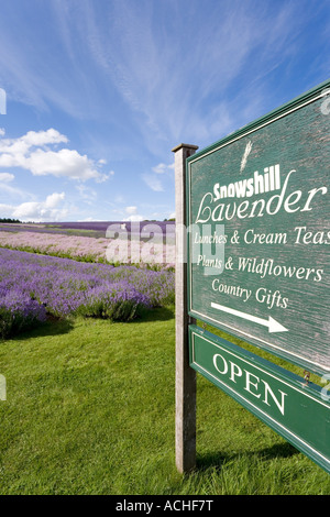 Snowshill Lavender Farm in der Nähe der Cotswold-Dorf Snowshill Gloucestershire Stockfoto