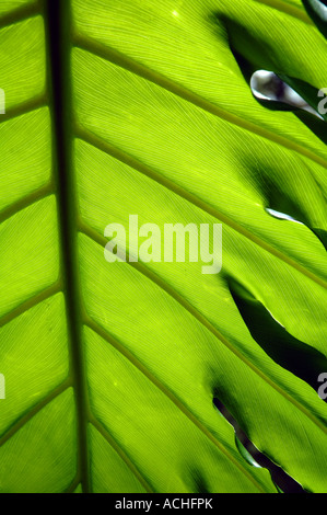 Detail der tropischen Monstera Deliciosa Blatt Stockfoto