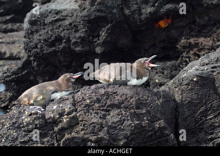 zwei Galapagos Pinguine ruht auf einem Felsen eine Berufung Stockfoto