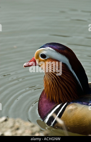 Mandarinente Aix galericulata Stockfoto