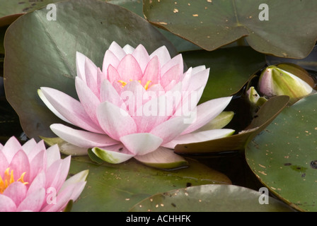 Rosa Seerose, Nymphaea Darwin var Stockfoto