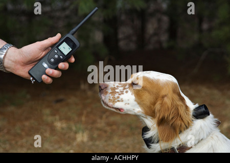 Englisch Setter tragen elektronische Hundehalsband und Hand mit Sender Stockfoto