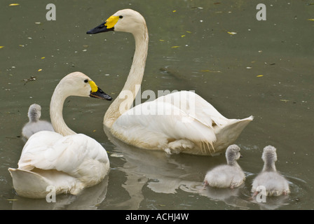 Bewick Schwan-Tundra-Schwan Cygnet Cygnus columbianus Stockfoto