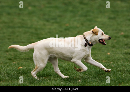 Gelber Labrador Retriever Grass Cherokee Park Louisville Kentucky durchzogen Stockfoto