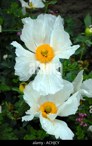 Matilija Mohnblume aka Romneya Coulteri Harvey gebraten Ei Pflanze Blume an der Cooper Haus Garten Monterey CA Stockfoto