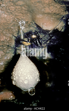 Cave Spider Meta Menardi mit Ei Sack Coed y Mwstwr Woods Cave Wales UK Stockfoto