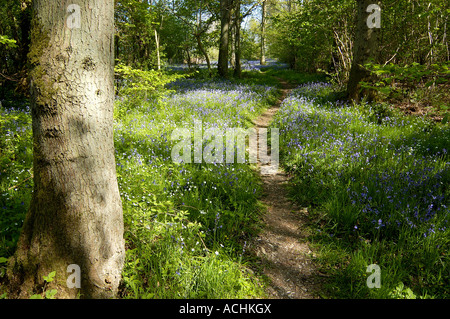 Wald-Spaziergang durch Glockenblumen in Foxley Holz Norfolk Stockfoto