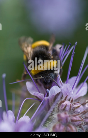 Phacelia Pflanze [SCORPION HYDROPHALLACEAE] Unkraut BUFF TAIL Bienen Apidae Bombus terrestris Stockfoto